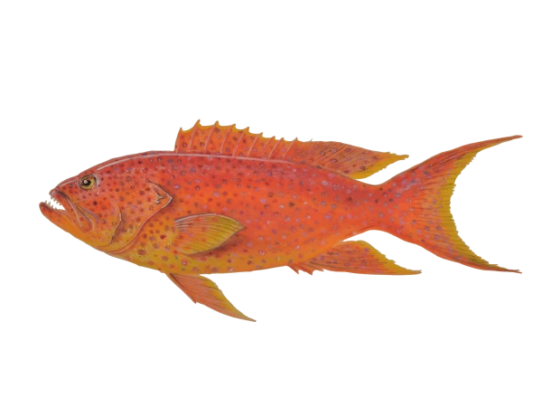 Croissant queue jaune