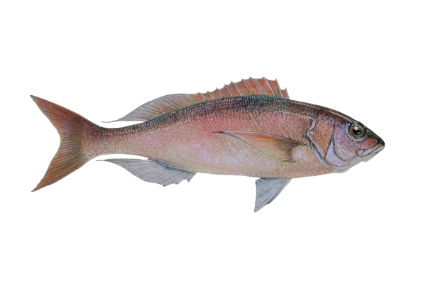 Vivaneau blanc filamentosus