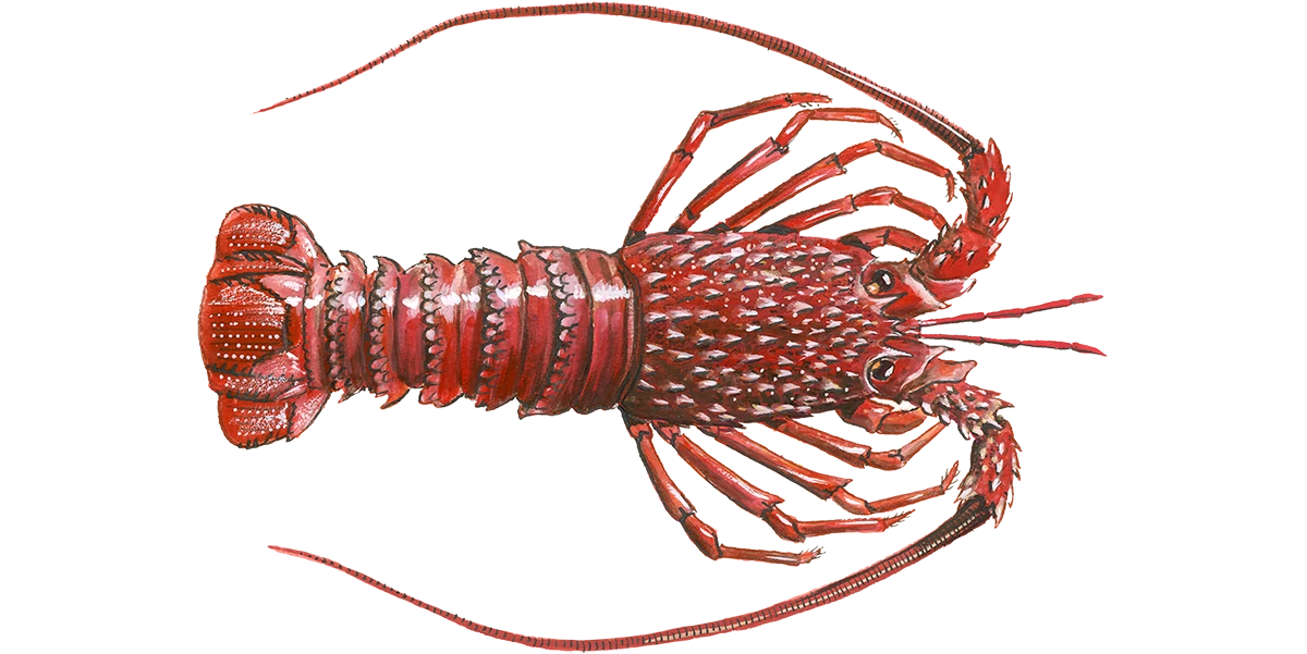 Esp langouste stpaul