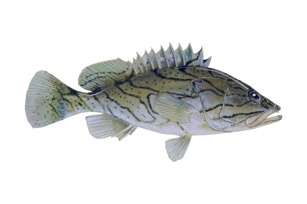 Epinephelus radiatus