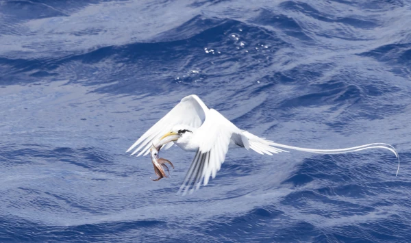 Paille en queue à bec jaune