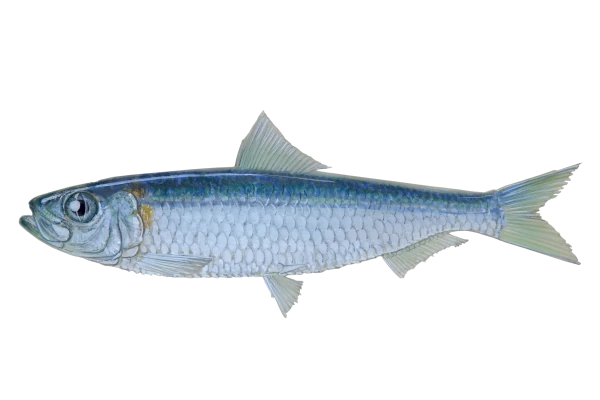 Sardine queue blanche