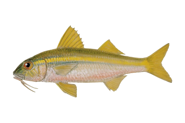 Capucin nageoires jaunes