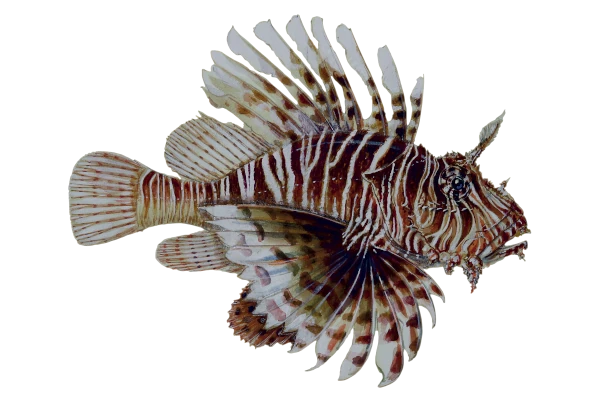 Pterois miles