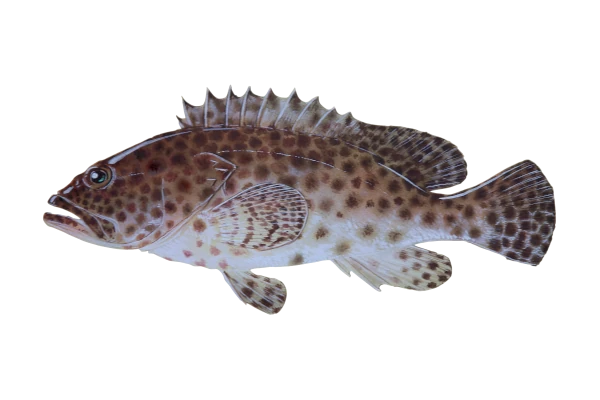 Epinephelus merra