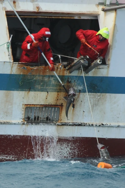 Palangre Crédit Photo Nicolas MOIROUX TAAF