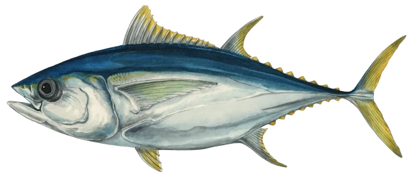 Thunnus obesus