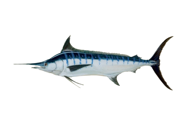 Marlin bleu