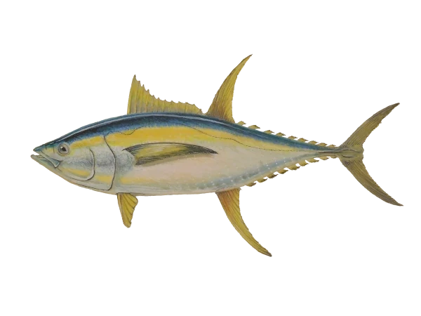 Thon albacore