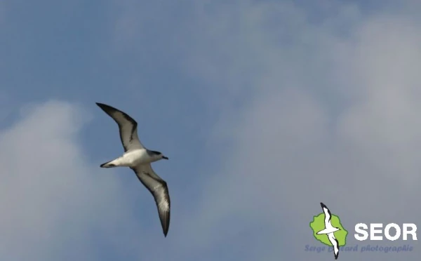 Petrel barau