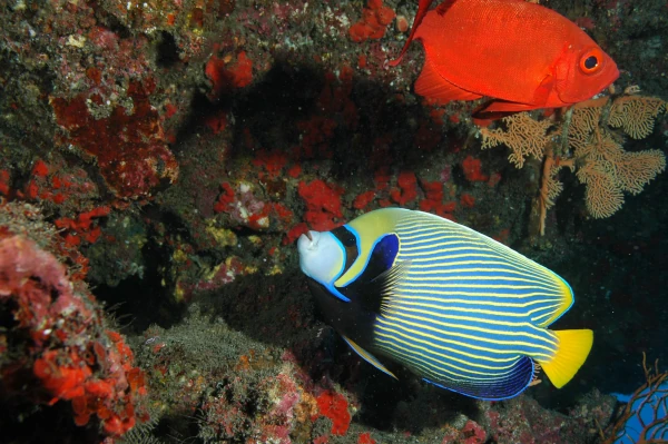 POISSON ange empereur 2006 Tour de boucan B Cauvin GIP RNMR