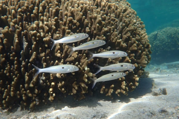 POISSON Capucin carême mulloïdichthys flavolineatus 13 février 2024 crédit ph...