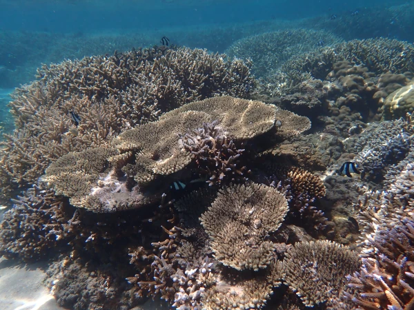 CORAUX tabulaires lagon de Saint Leu proche retsaurant chateau d eau 23 octob...