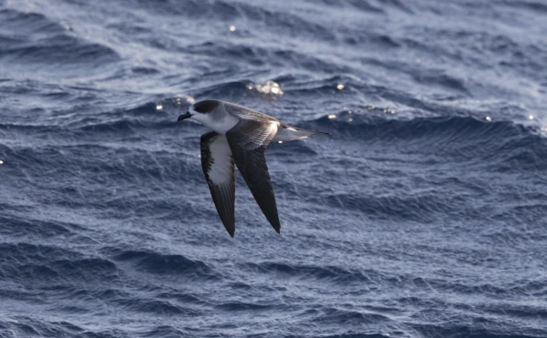 Pétrel de Barau