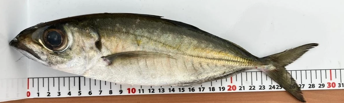 Le suivi scientifique