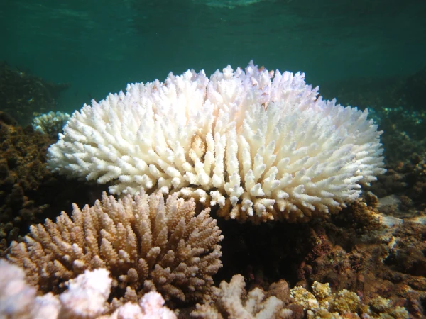 CORAUX blanchis St Leu coulée de boue 3 avril 2012 B Cauvin GIP RNMR