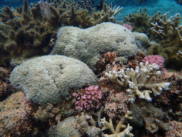 CORAUX Galaxea pocillo Hermitage 21 novembre 2023 B Cauvin GIP RNMR