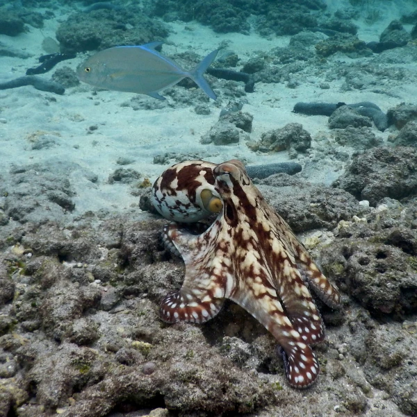 Zourite et carangue Hermitage 230418 B Cauvin GIP RNMR