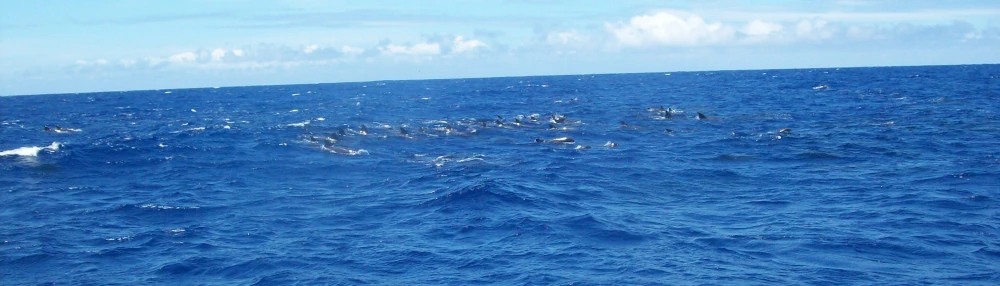 Large dauphins