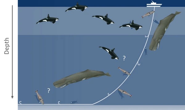 Schema depredation Gaetan Richard 1