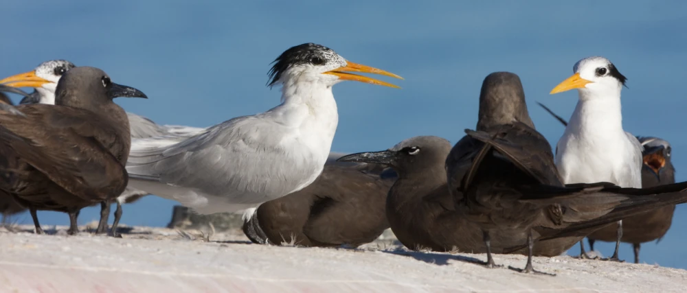 Sterne voyageuse Noddi brun Martin RIETHMULLER