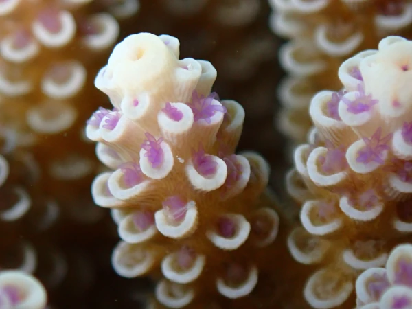 CORAUX Polypes Acropora tenuis 21 avril 2023 M Vayeratta GIP RNMR